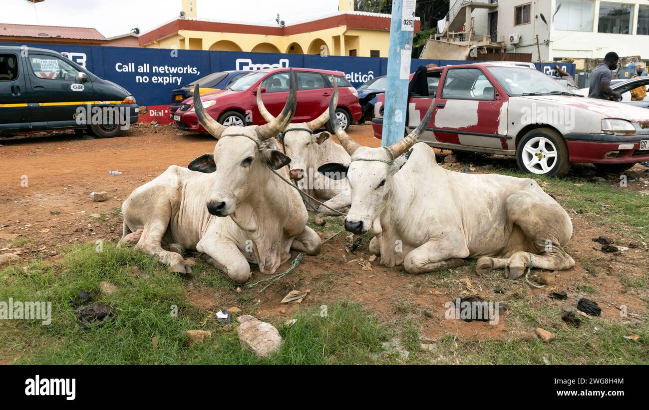 Cattles urban street Accra Ghana Africa. Villages have livestock, cows goats, sheep close to homes. Extreme poverty and pollution. Stock Photo