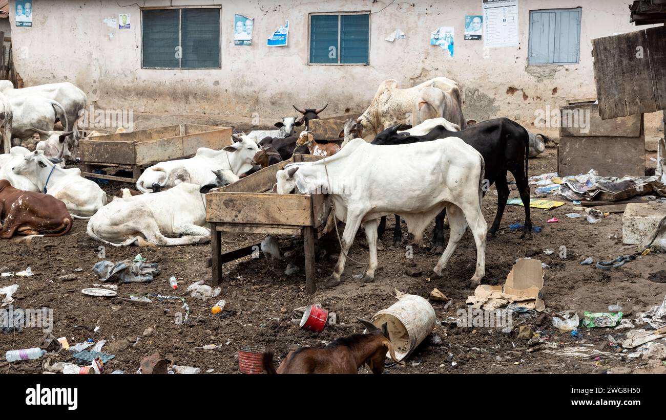 Cows goats poor neighborhood Nima Accra Ghana Africa. Toxic environment neighborhood. Health issue. Village livestock, trash, garbage and sewer. Stock Photo