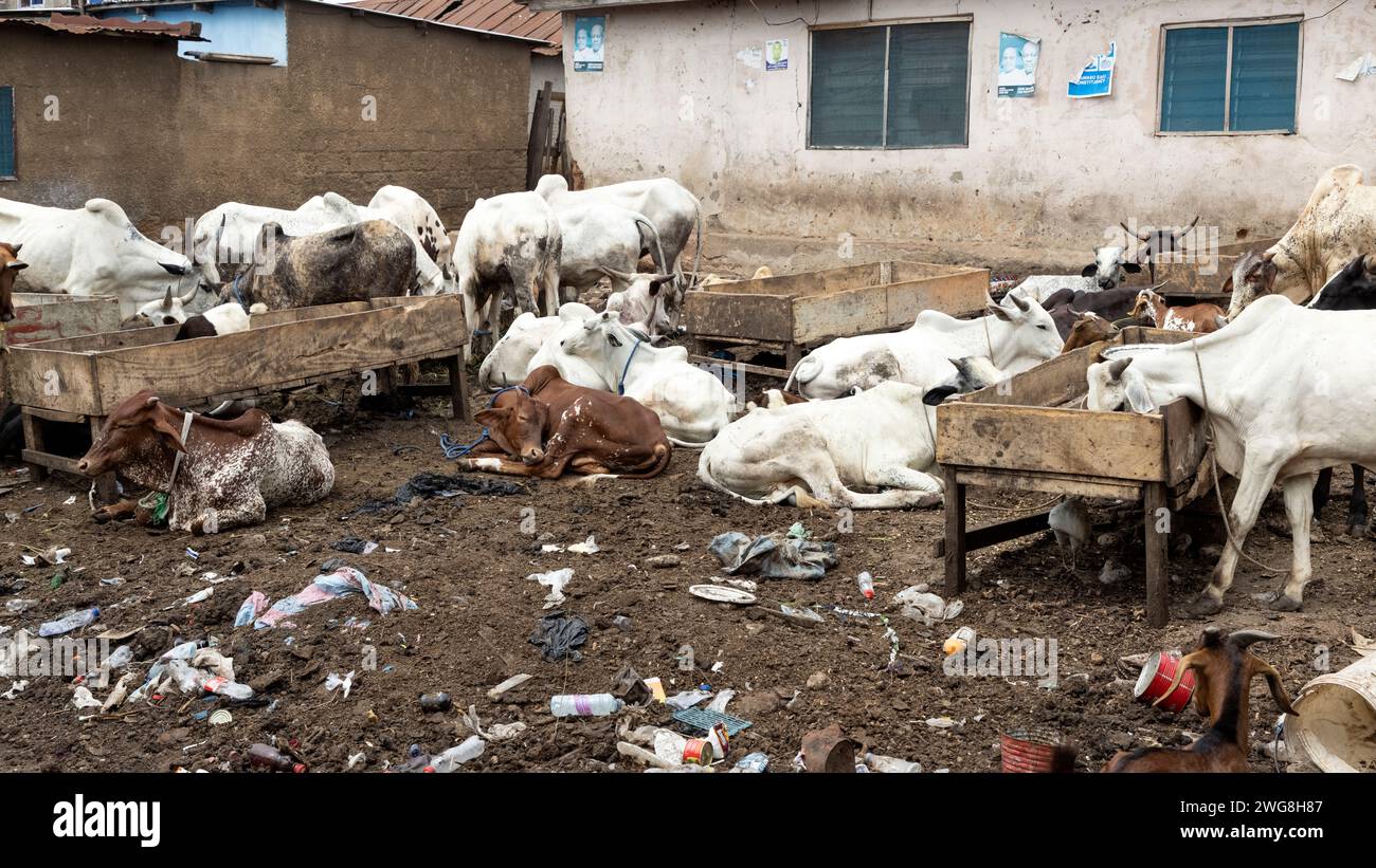 Goats cows poor neighborhood Nima Accra Ghana Africa. Animal sacrifice