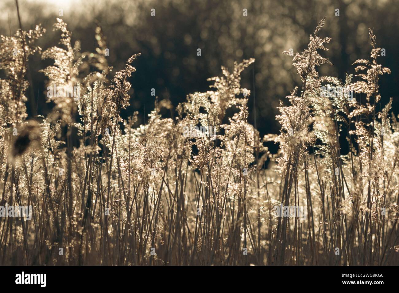 Reeds in the Sunlight Stock Photo