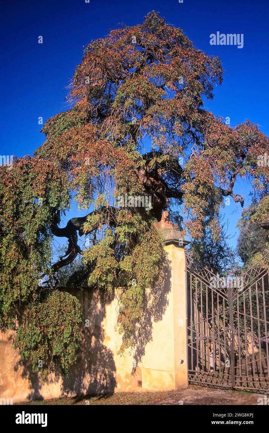 Japanese pagoda tree or Dragon Claw Scholar Tree (Styphnolobium japonicum f. pendula = Sophora japonica f. pendula), Fabaceae. Stock Photo