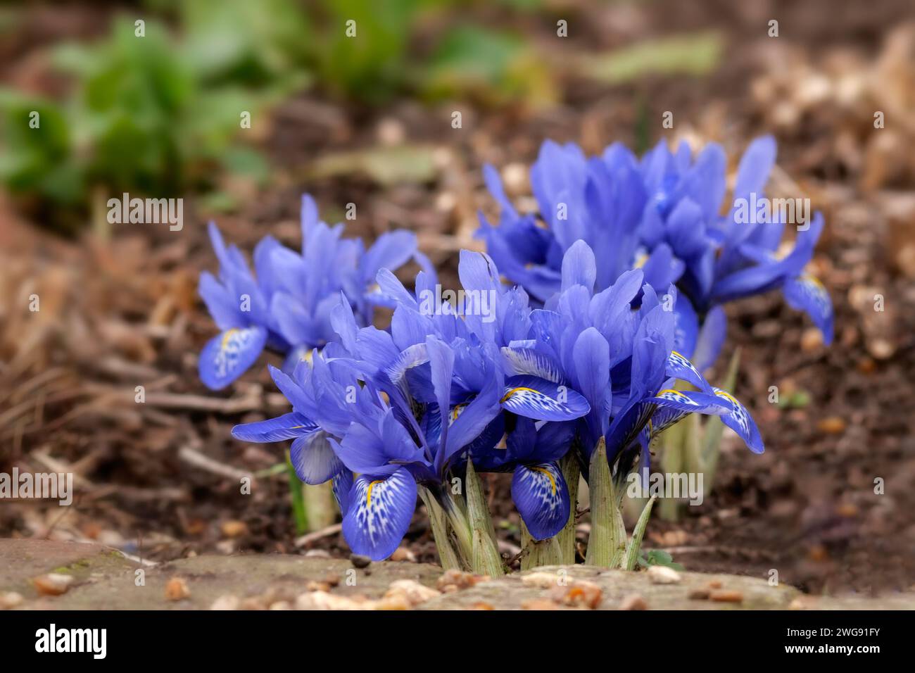 Closeup of a group of Iris histrioides 'Lady Beatrix Stanley' in a garden in late winter Stock Photo