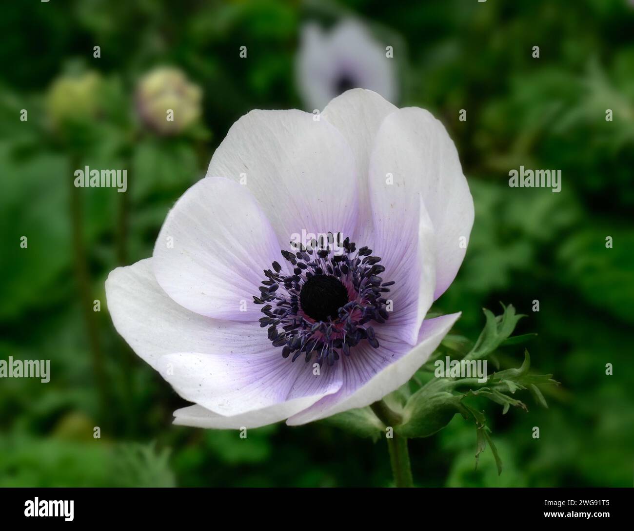 Anemone coronaria harmony pearl hi-res stock photography and images - Alamy