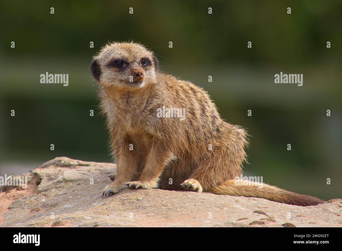 Juvenile meerkat pup sat on a rock in the summer sunshine, alert and attentive. Stock Photo