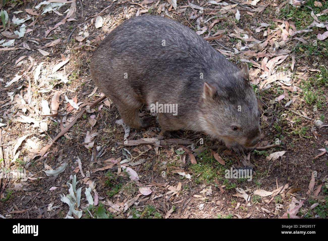 The Common Wombat has a large nose which is shiny black, much like that of a dog. The ears are relatively small, triangular, and slightly rounded. Stock Photo