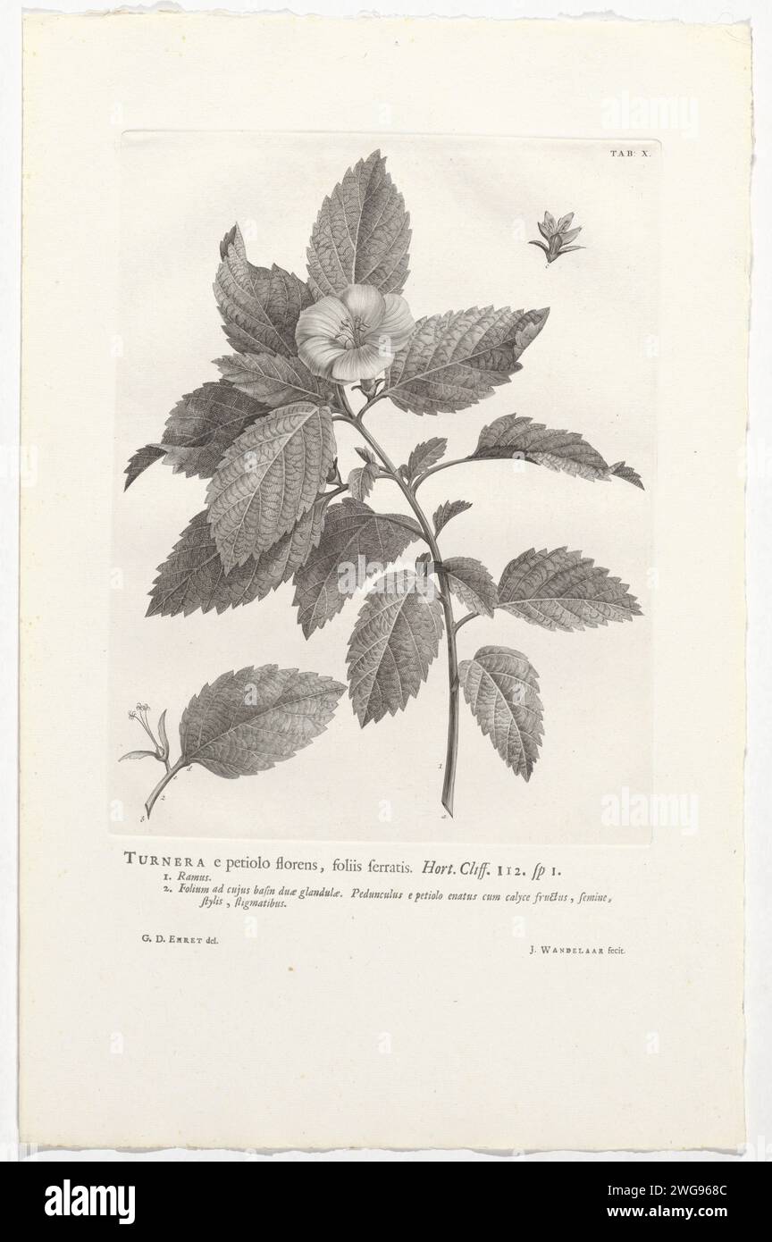 Turnera Ulmifolia, Jan Wandelaar, After Georg Dionys Ehret, 1738 print At the top right marked: Tab: X. Warm paper etching / letterpress printing plants and herbs. flowers Stock Photo