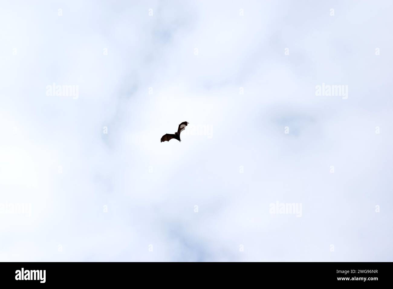 Bats are the only mammals that can fly. Instead of arms or hands, they ...
