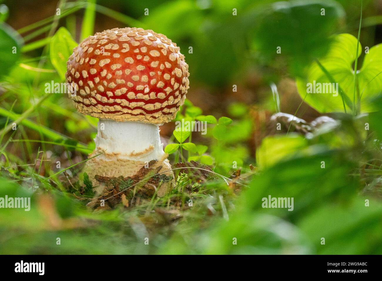 Amanita muscaria growing in the rainforest in the Pacific Northwest. Stock Photo