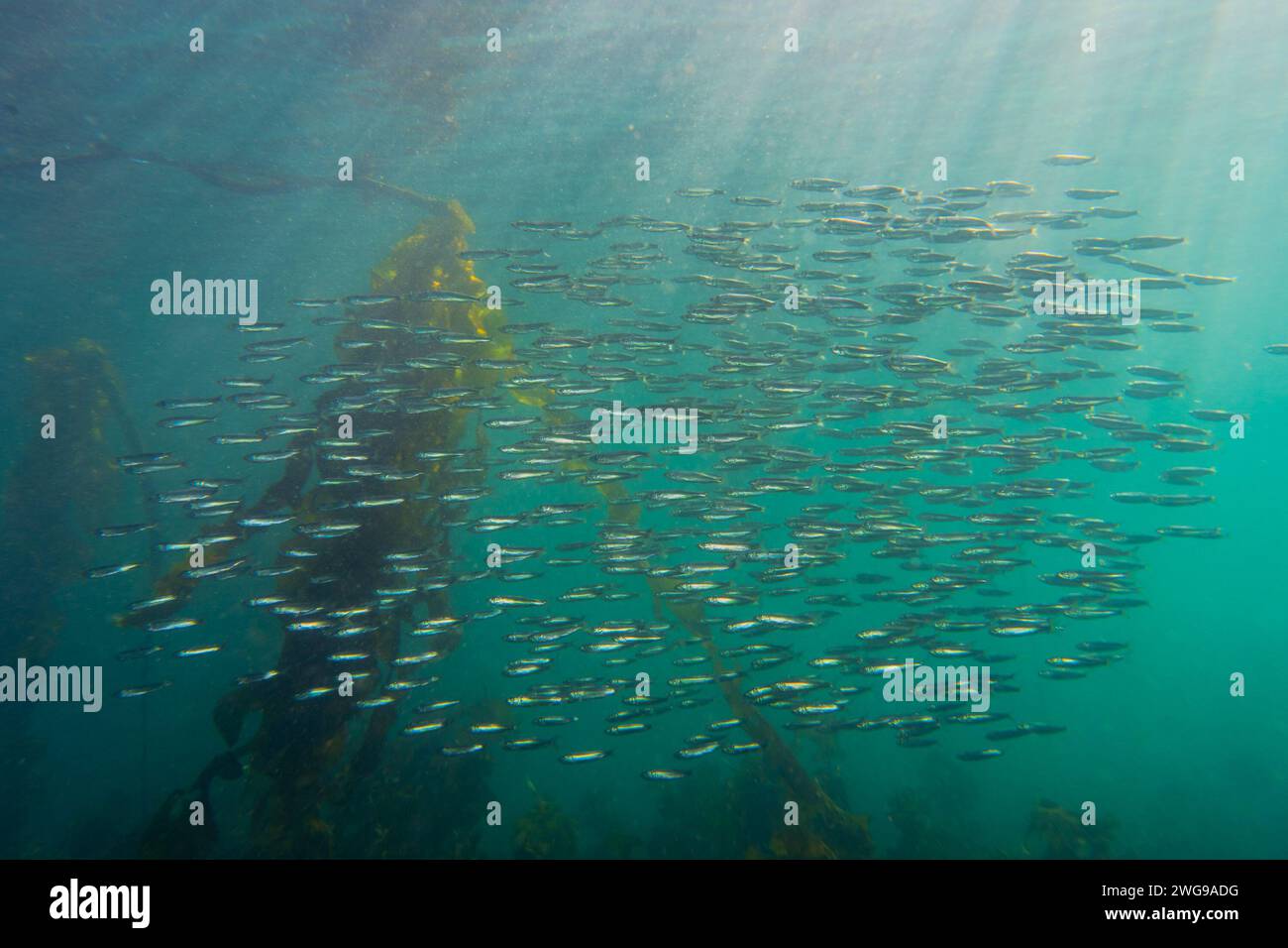 Large school of herring swimming among the kelps in the Pacific Northwest. Stock Photo