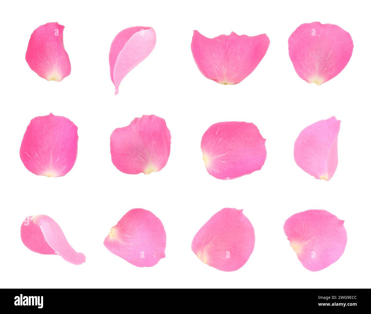 Pink rose petals isolated on white, set Stock Photo - Alamy