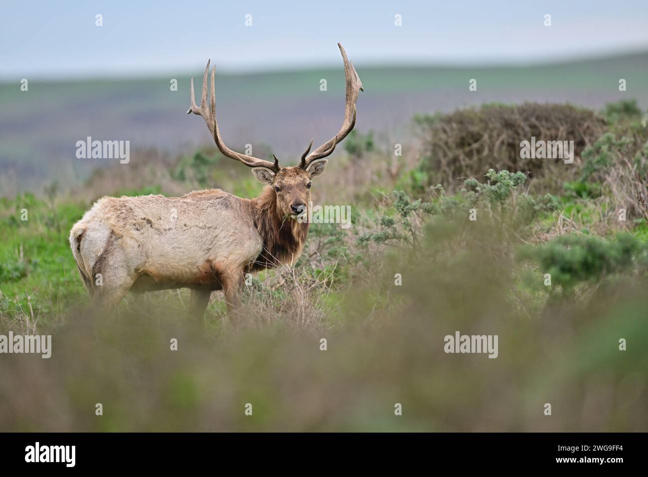 Tule Elk -  Cervus canadensis nannodes Stock Photo