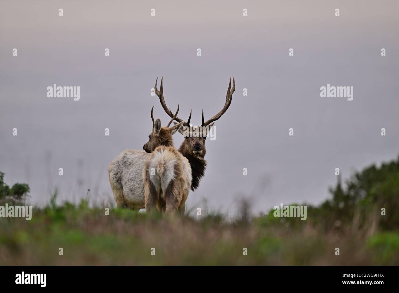 Tule Elk -  Cervus canadensis nannodes Stock Photo