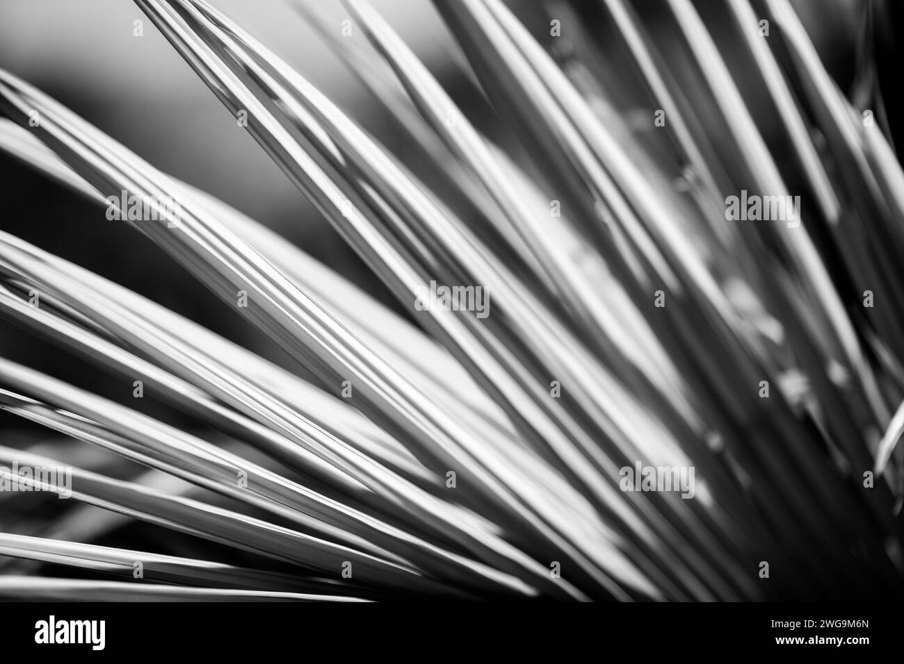Backgroundpicture Black and White Stock Photos & Images - Alamy