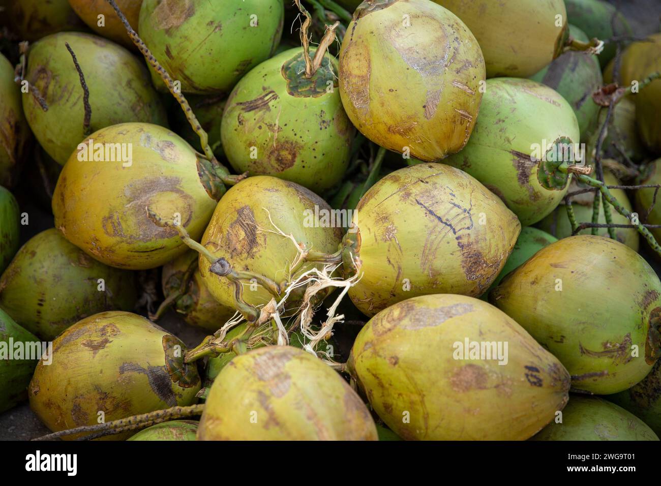 A pile of Coconuts that was just picked Stock Photo