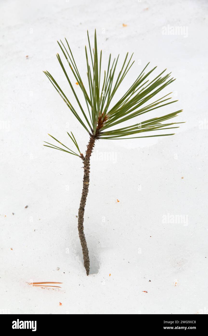 Ponderosa pine (Pinus ponderosa) seedling in snow, Ochoco National Forest, Oregon Stock Photo
