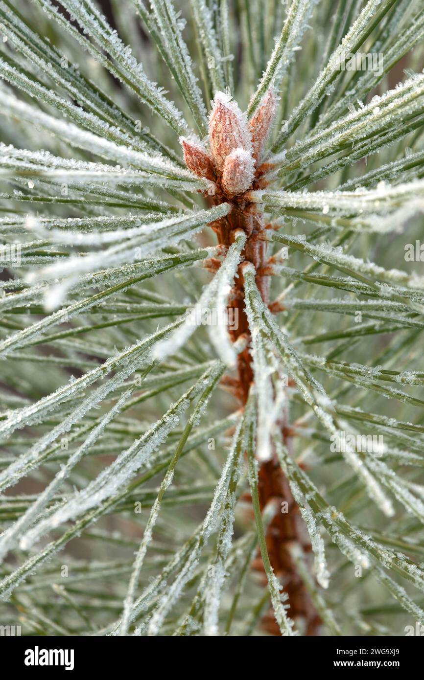 Ponderosa pine (Pinus ponderosa) needles with frost, Ochoco National Forest, Oregon Stock Photo