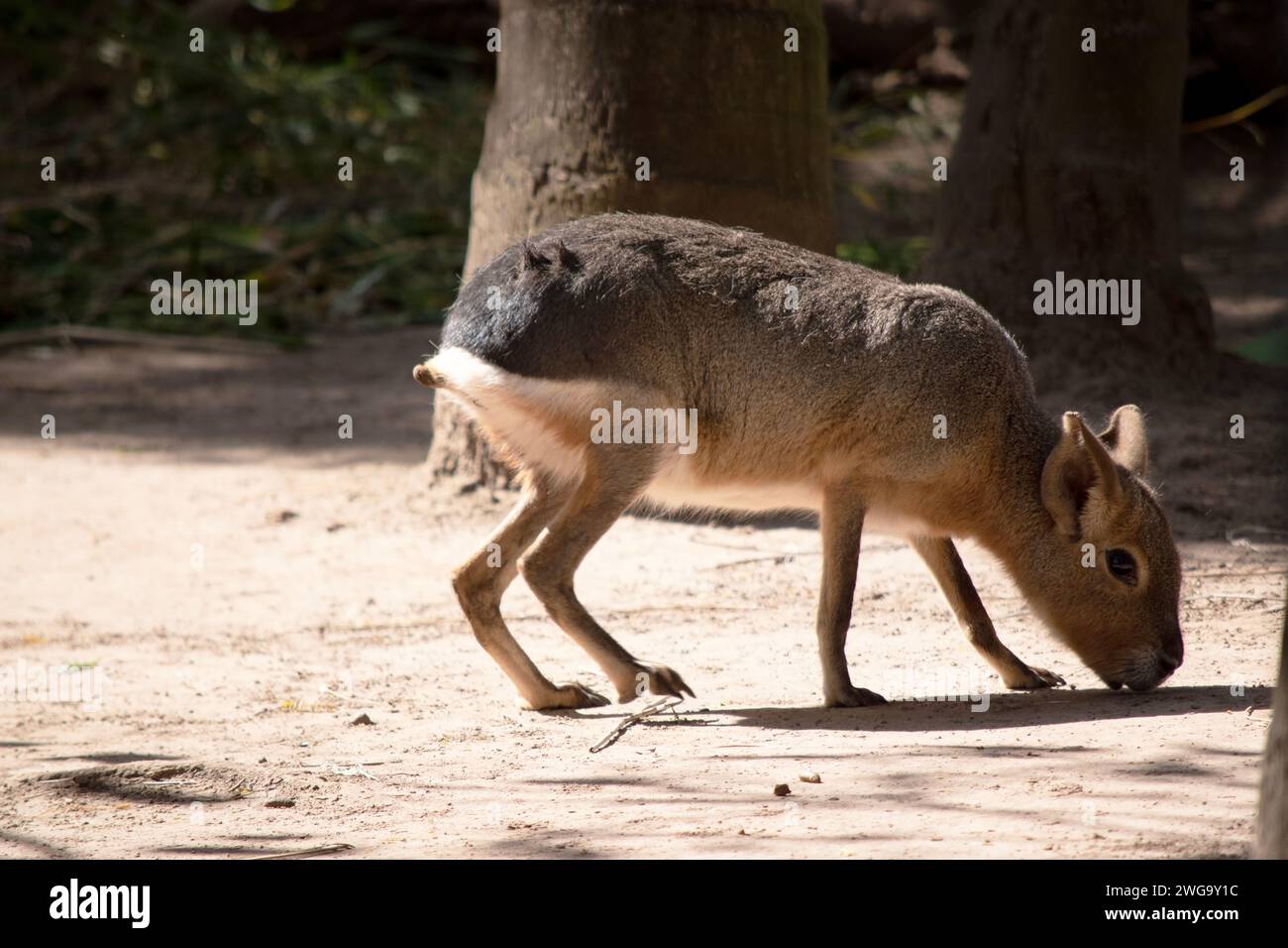 Patagonian maras are long-legged rodents with bodies similar to hoofed animals. They have long ears and short tails. Their coats Stock Photo