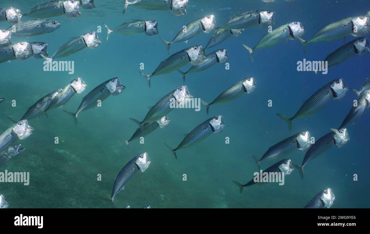 Big mouth mackerel hires stock photography and images Alamy