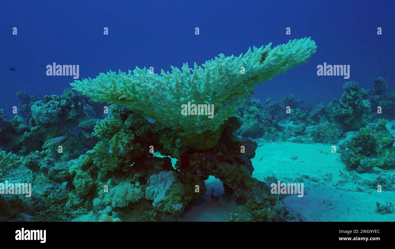 Bleached Hard Table Coral Acropora. Bleaching and death of corals from excessive seawater heating due to climate change and global warming. Decolored Stock Photo