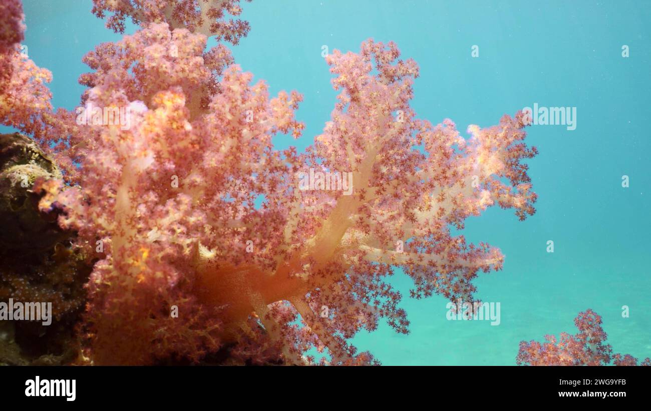 Bright multi-colored Soft Coral Dendronephthya hang in clusters from support of pier on brightly sunny day insunrays, Red sea, Safaga, Egypt Stock Photo