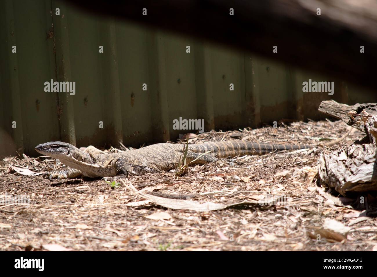 Rosenberg's monitor lizards have elongated head and neck, a relatively