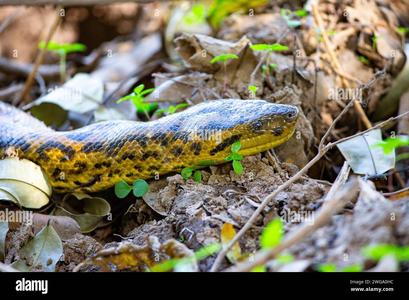 Large anaconda (Eunectes murinus) Pantanal Brazil Stock Photo Alamy