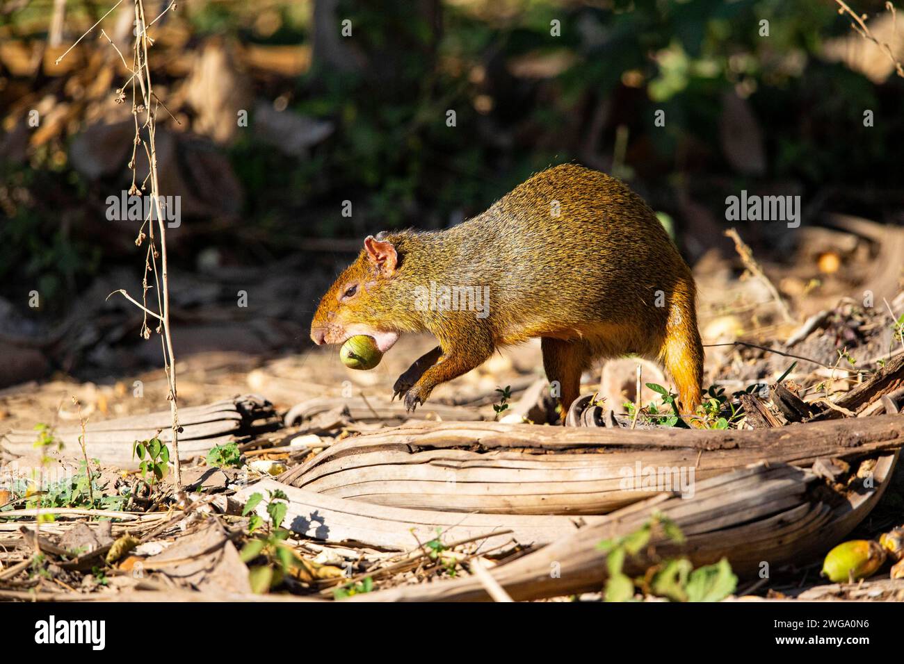 Azara's agouti (Dasyprocta azarae) Pantanal Brazil Stock Photo Alamy