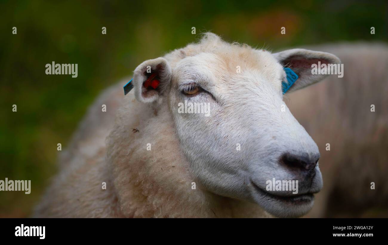 Close-up of the face of a sheep (Ovis), domestic sheep (Ovis aries), animal portrait, ungulate, portrait, lateral, cloven-hoofed, one, mammal Stock Photo