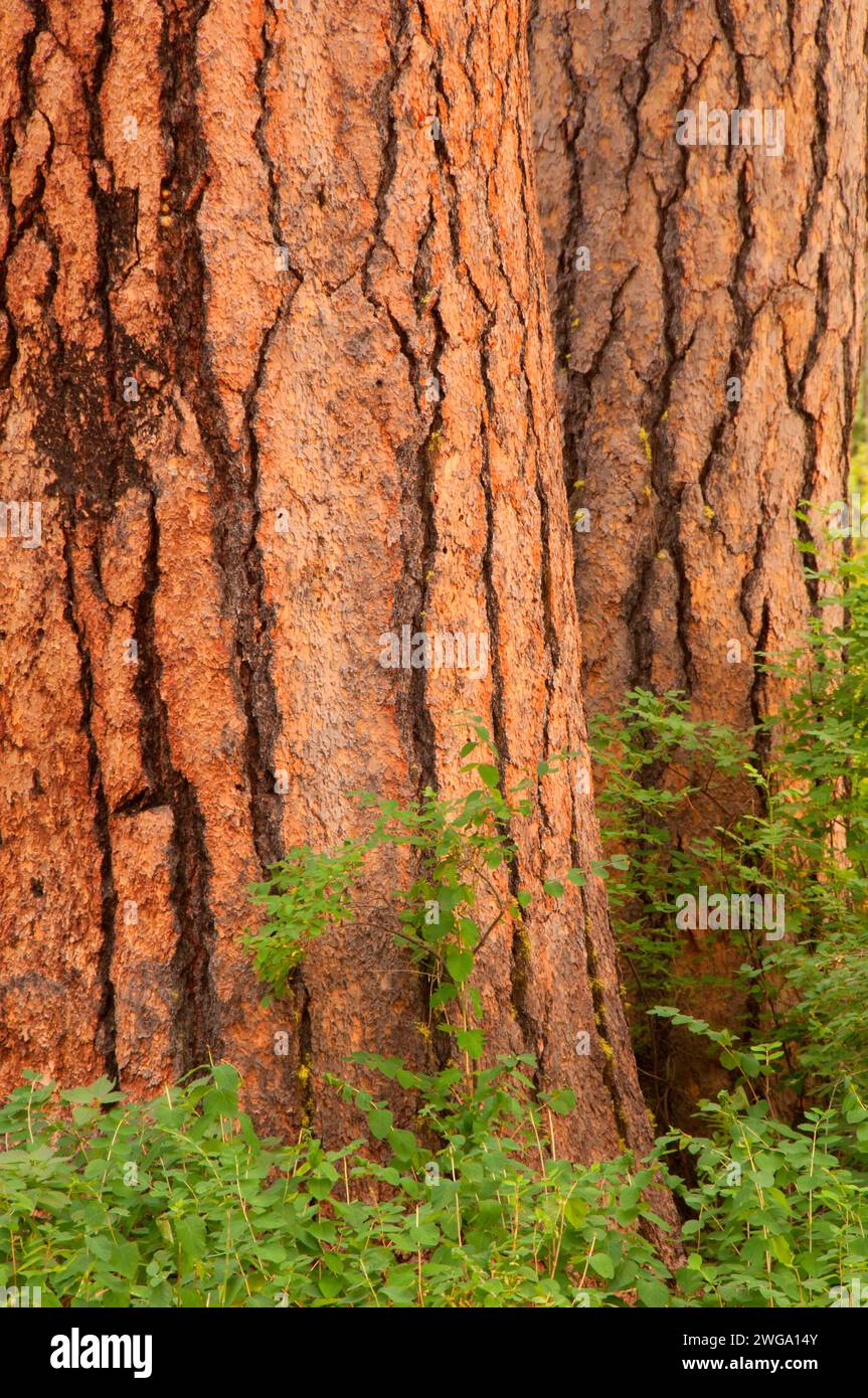 Ponderosa pine (Pinus ponderosa), Malheur National Forest, Oregon Stock Photo