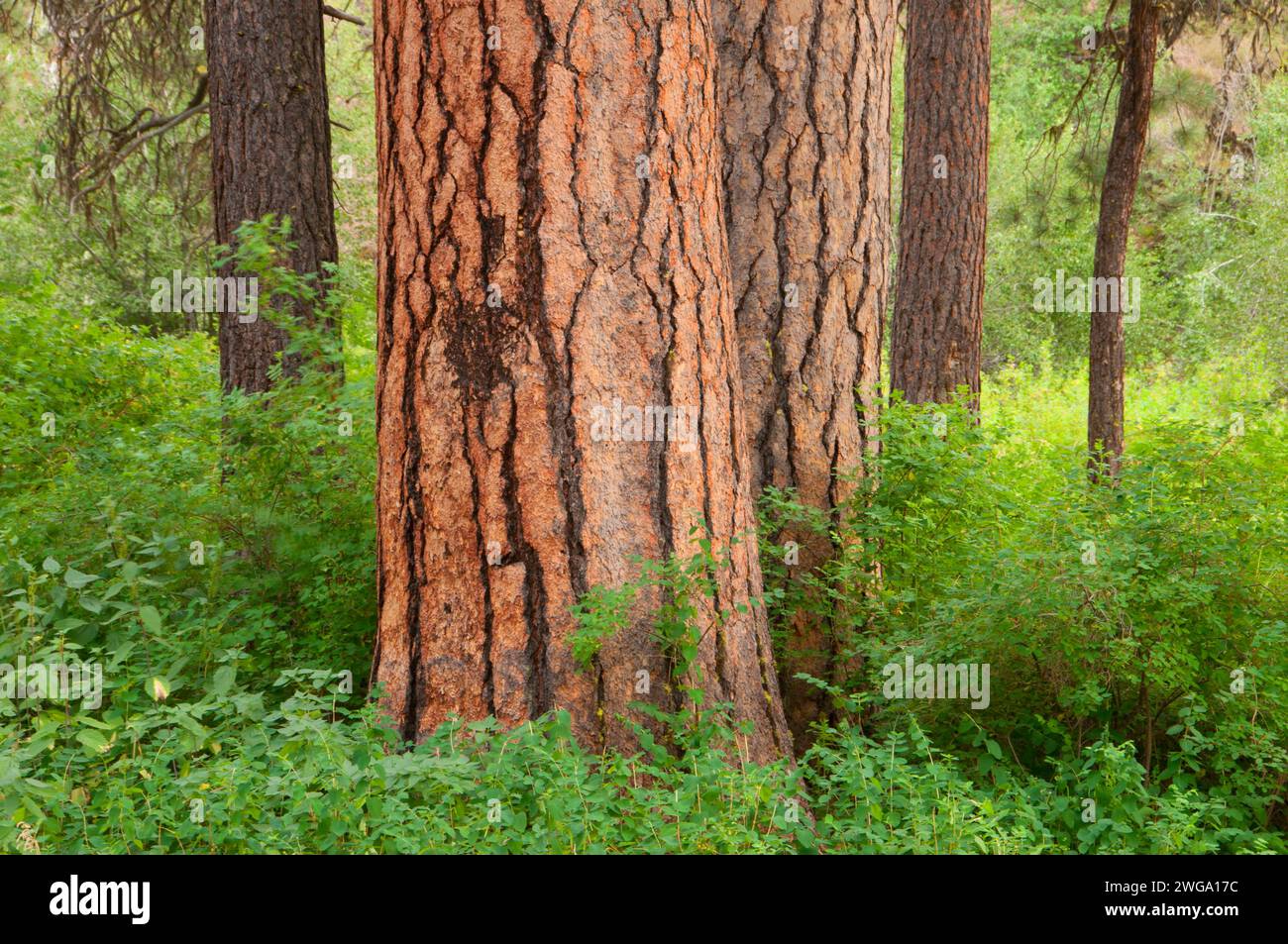 Ponderosa pine (Pinus ponderosa), Malheur National Forest, Oregon Stock Photo