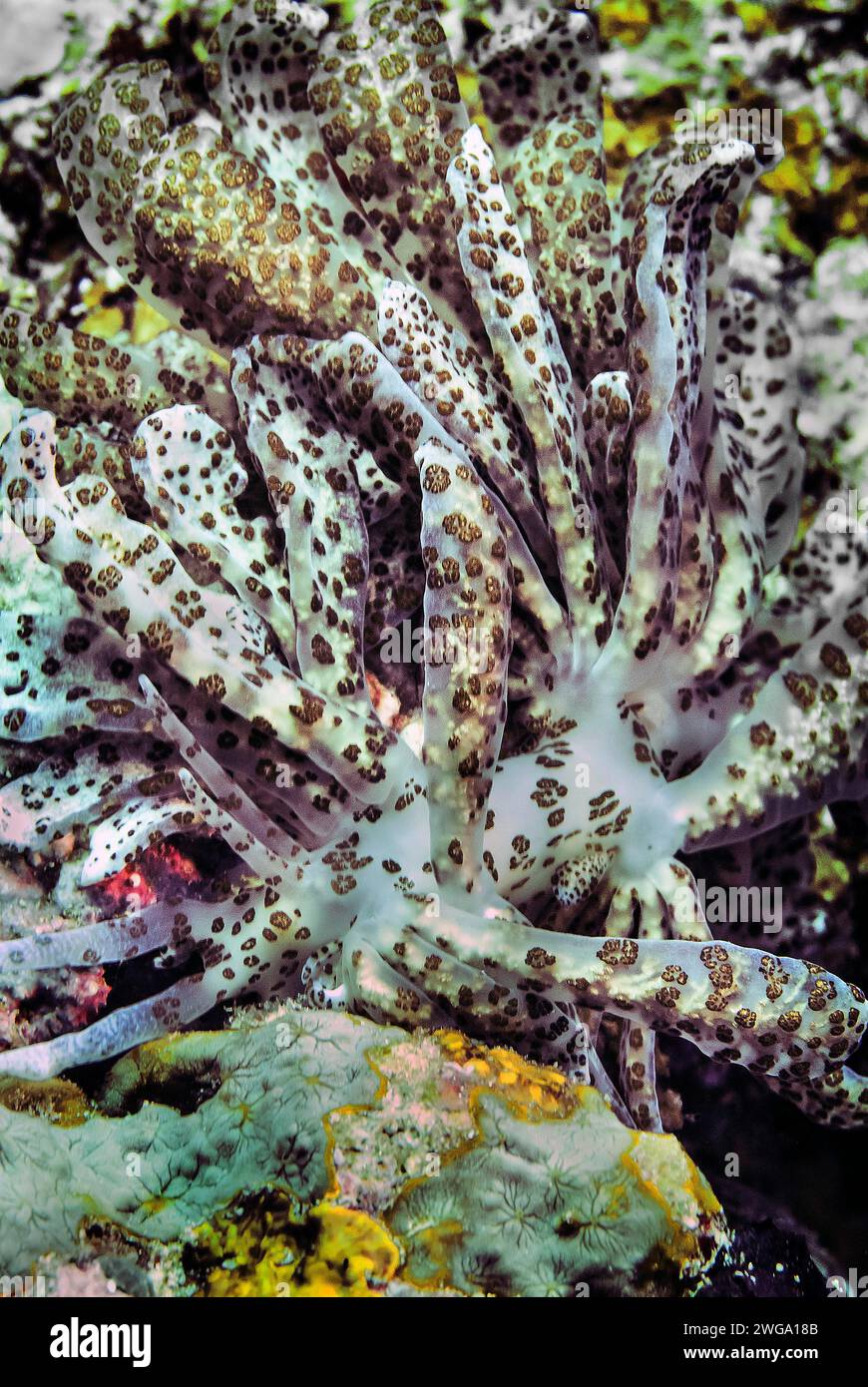 Cryptic phyllodesmium (Phyllodesmium crypticum), Wakatobi Dive Resort, Sulawesi, Indonesia Stock Photo