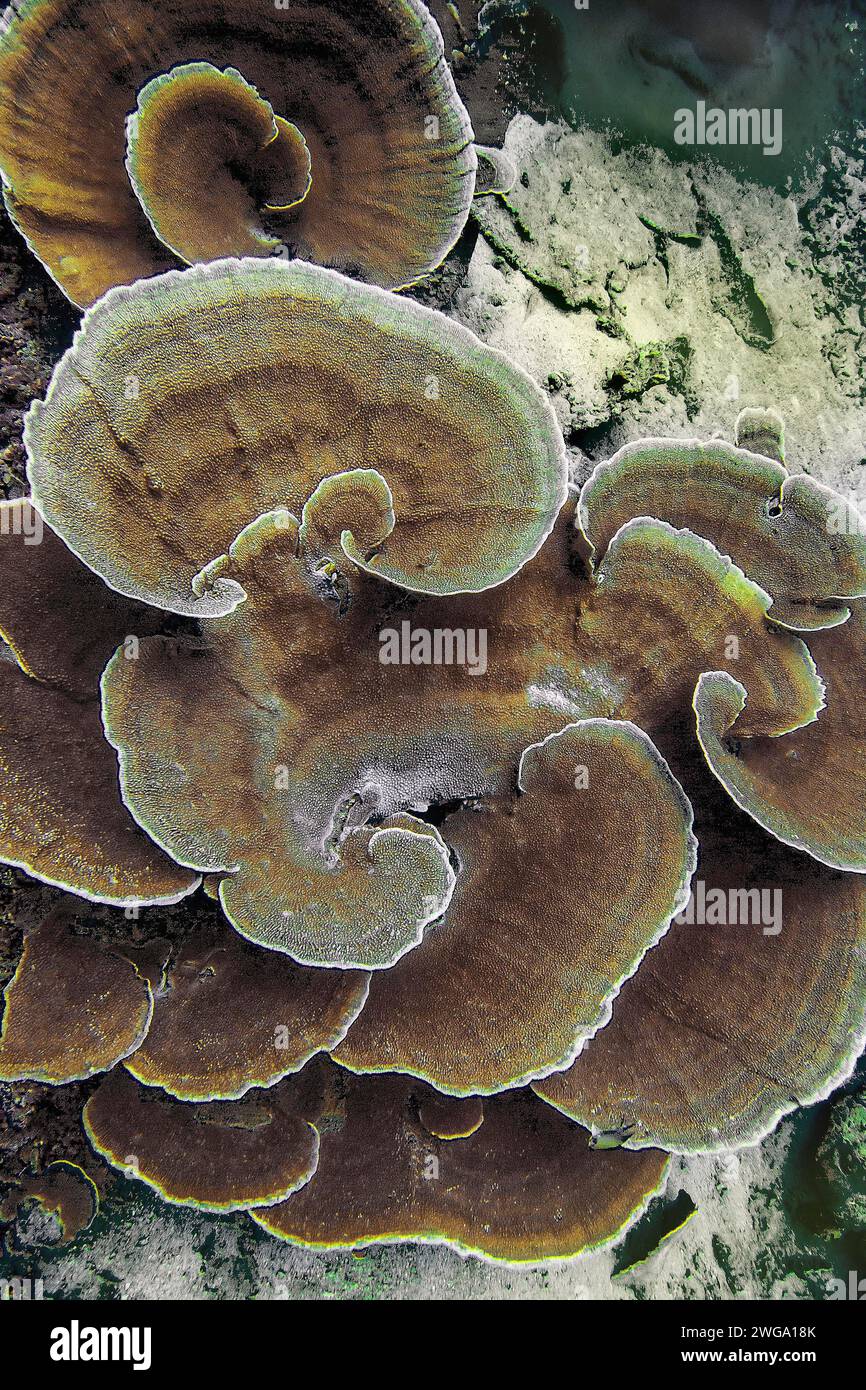 Small polyp stony coral, (Montipora mactanensis), Wakatobi Dive Resort, Sulawesi, Indonesia Stock Photo