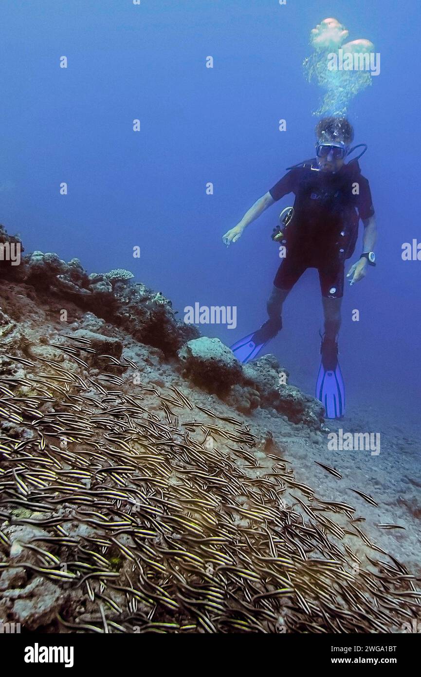 Mature coral catfish, (Plotosus lineatus), with diver, Wakatobi Dive Resort, Sulawesi, Indonesia Stock Photo