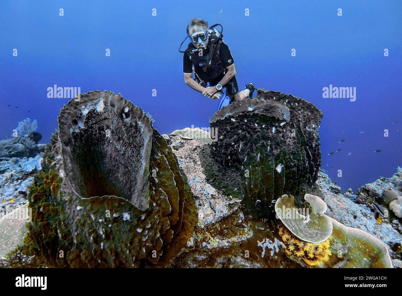 Barrel sponges (Xestospongia testudinaria) with diver, Wakatobi Dive Resort, Sulawesi, Indonesia Stock Photo