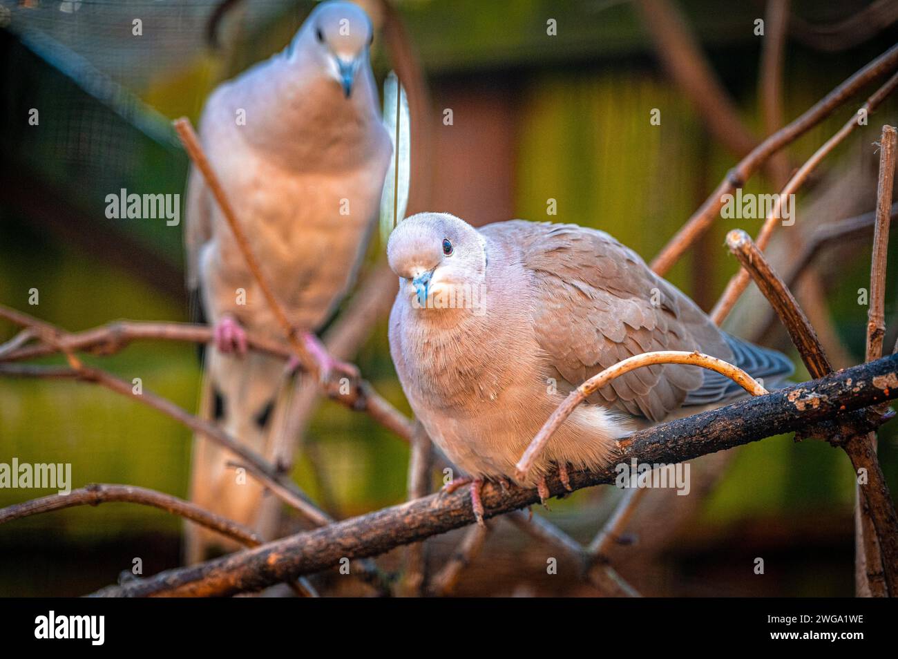 African collared dove (Streptopelia roseogrisea) in the dovecote