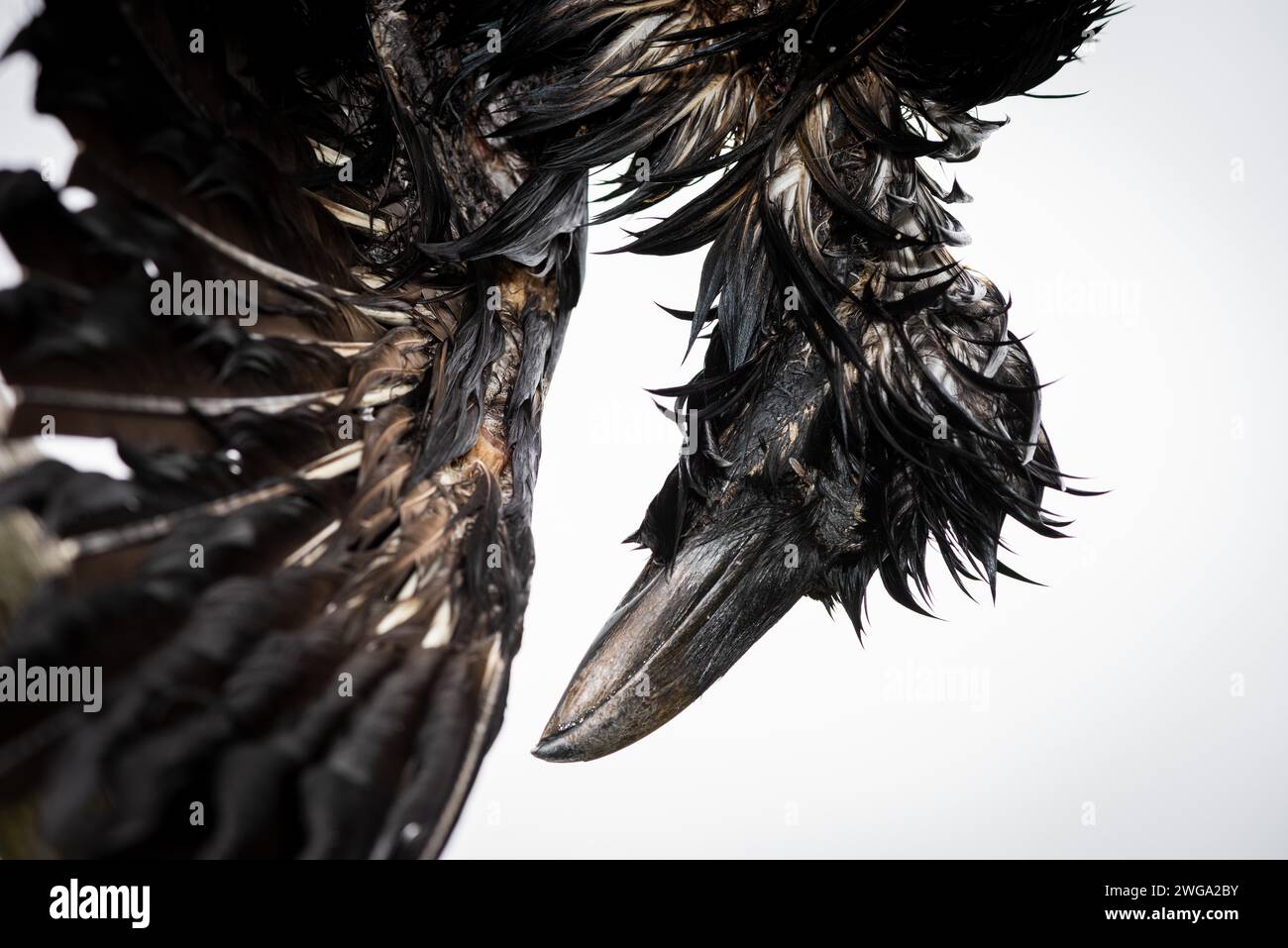 Dead raven, hung up as a deterrent, Drangsnes, Westfjords Stock Photo