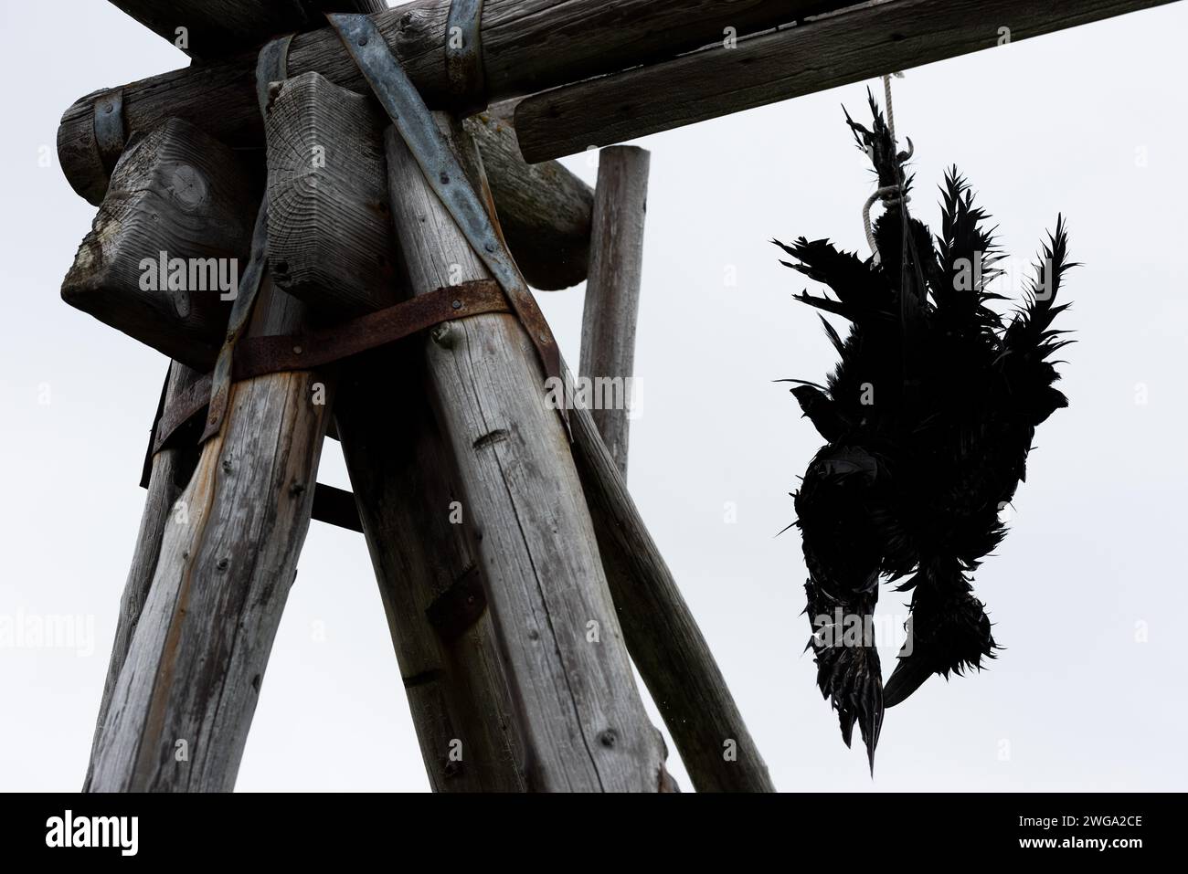 Dead raven, hung up as a deterrent, Drangsnes, Westfjords Stock Photo