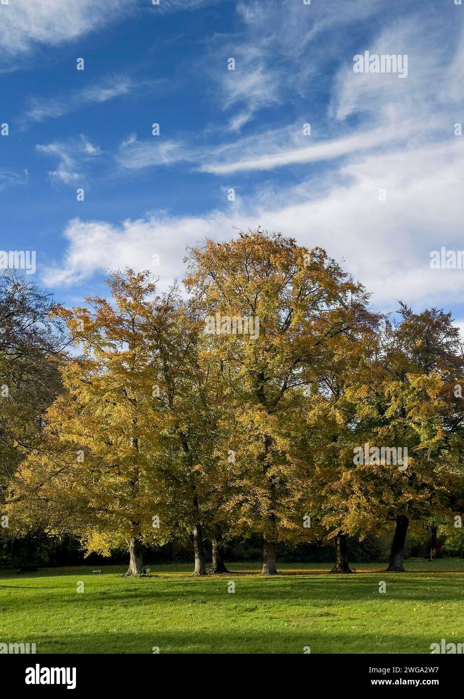 English Garden in autumn, dynamic cloud structure, Munich, Bavaria, Germany Stock Photo