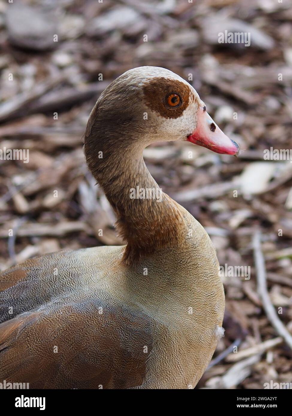 Exquisite chic female Egyptian Goose with bright eyes and pristine plumage. Stock Photo