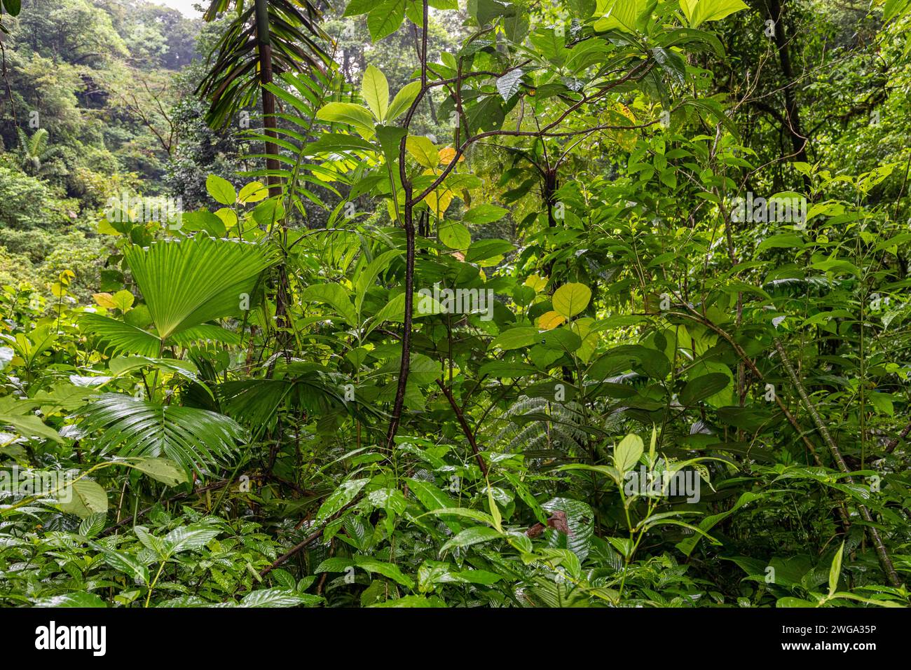 Costa rica landscape flora hi-res stock photography and images - Alamy