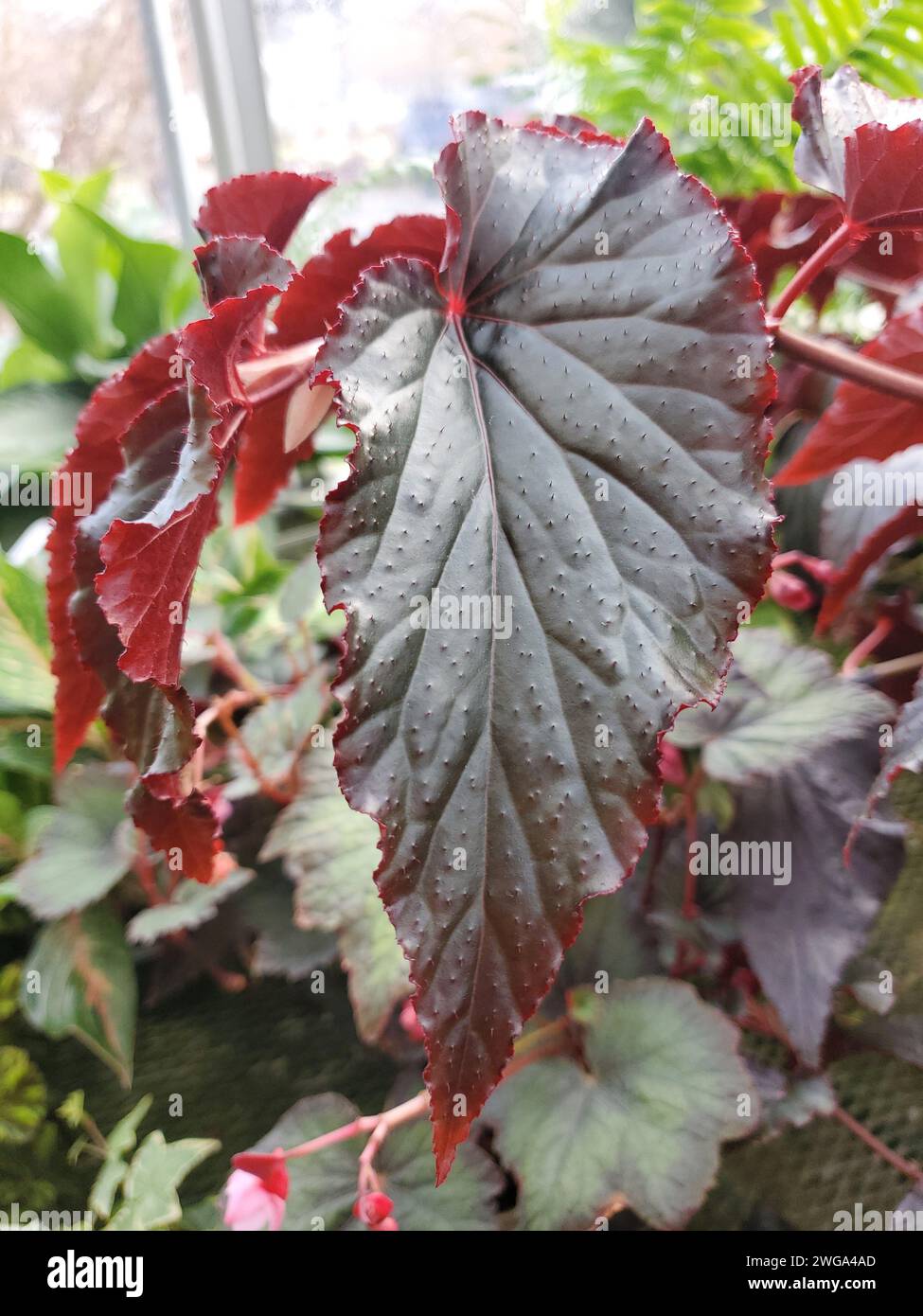 The dark color leaf of Begonia Linda Dawn, a popular tropical plant Stock Photo