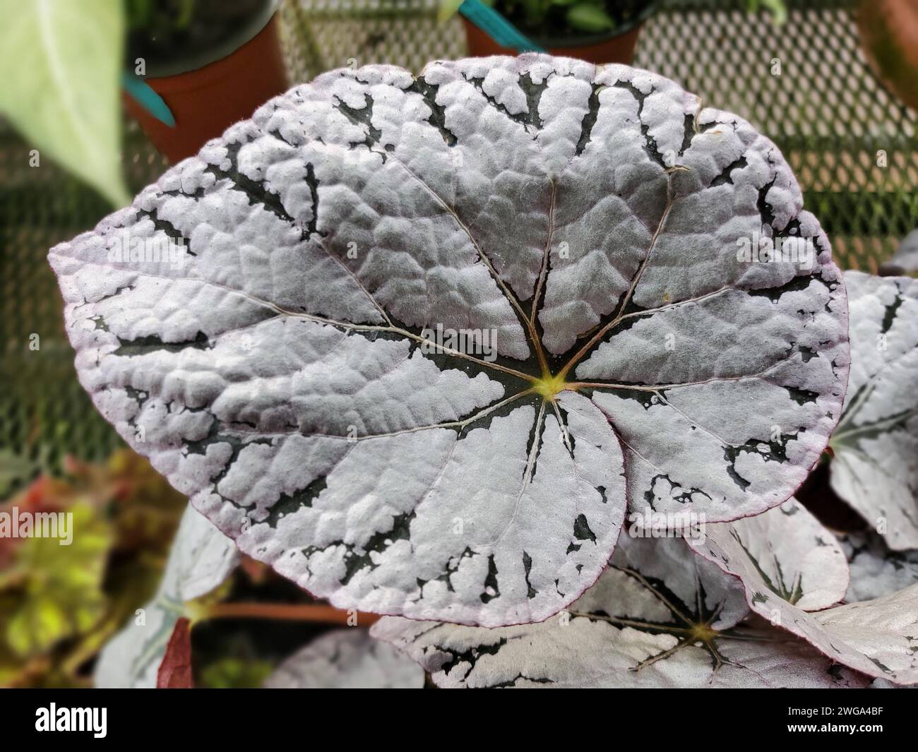 A beautiful leaf of Begonia Silver Dollar, a popular tropical houseplant Stock Photo