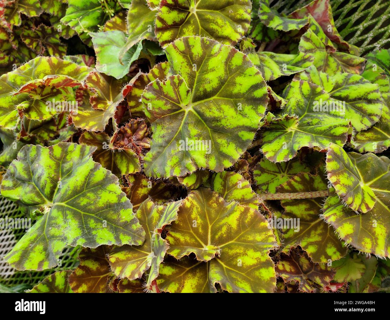 The vibrant color leaf of Begonia Rex Tiger Paw, a popular tropical plant Stock Photo