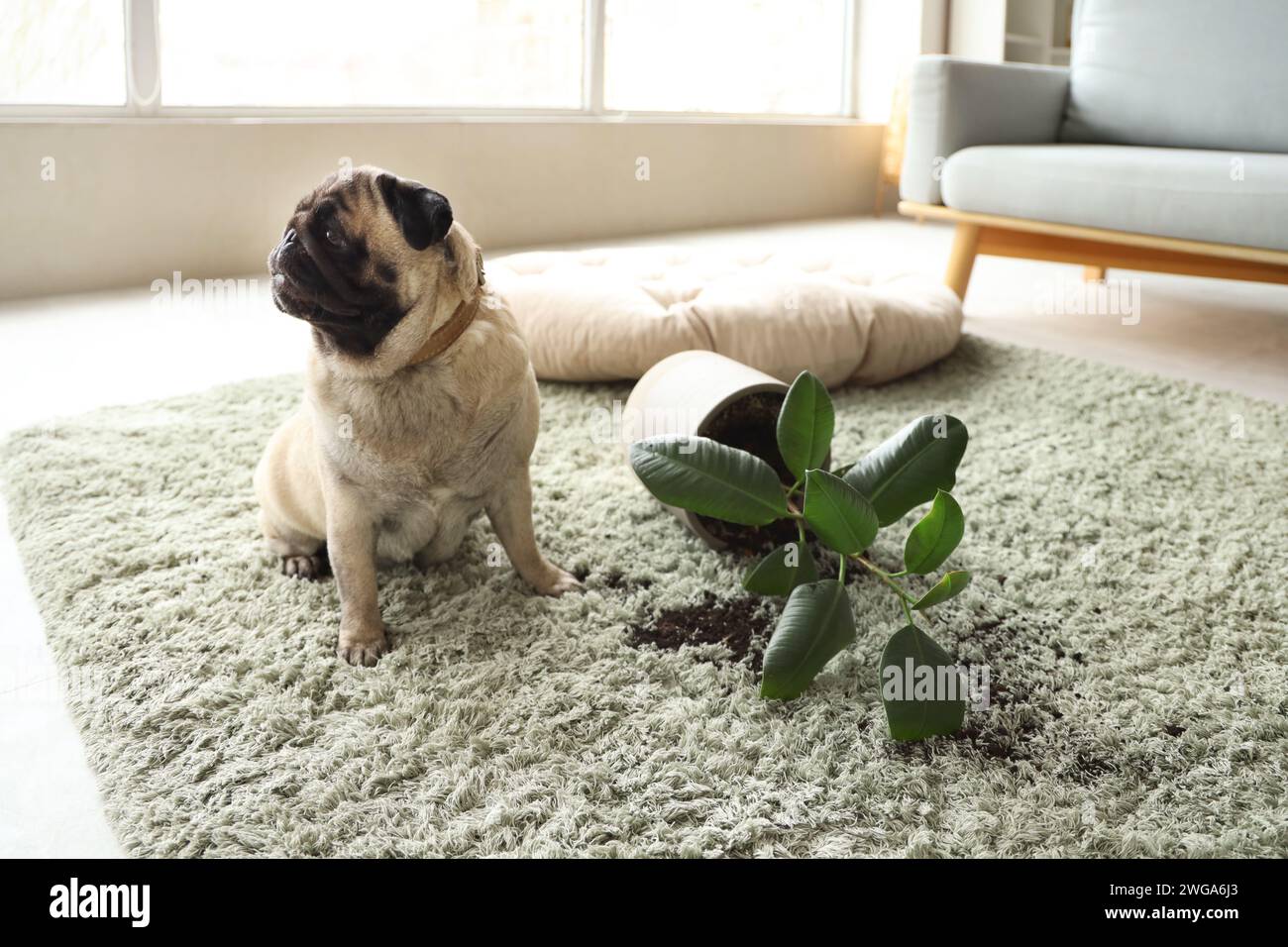Pug Rothbaum Pug in pot hi-res stock photography and images - Alamy