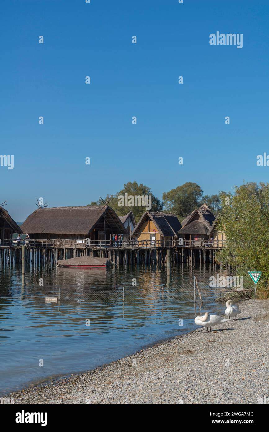 Unteruhldingen, pile-dwelling museum, Lake Constance, reconstruction, Stone Age, swans, natural beach, Baden-Wuerttemberg, Germany Stock Photo