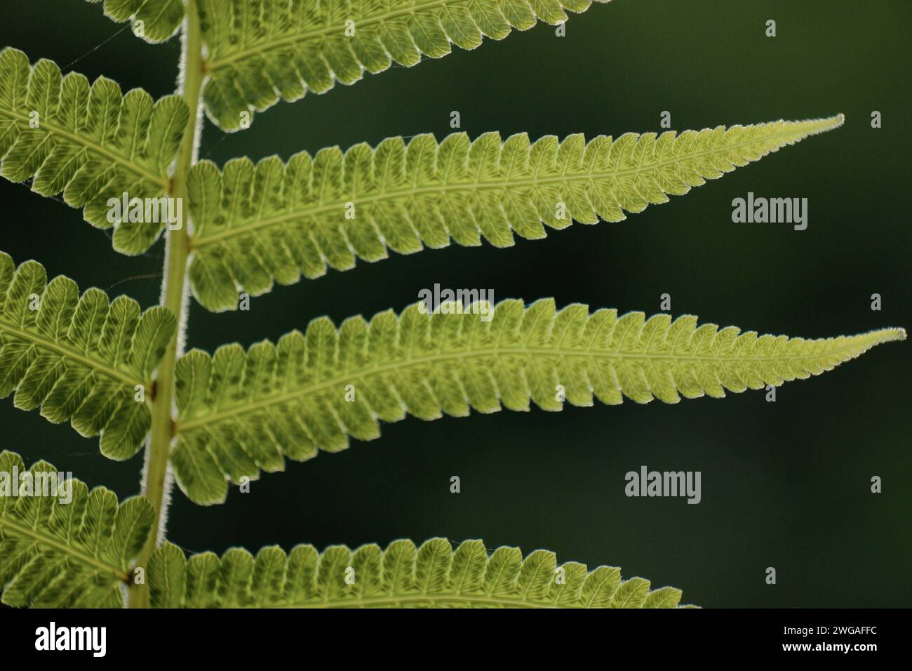 Perfect natural fern pattern hi-res stock photography and images - Alamy