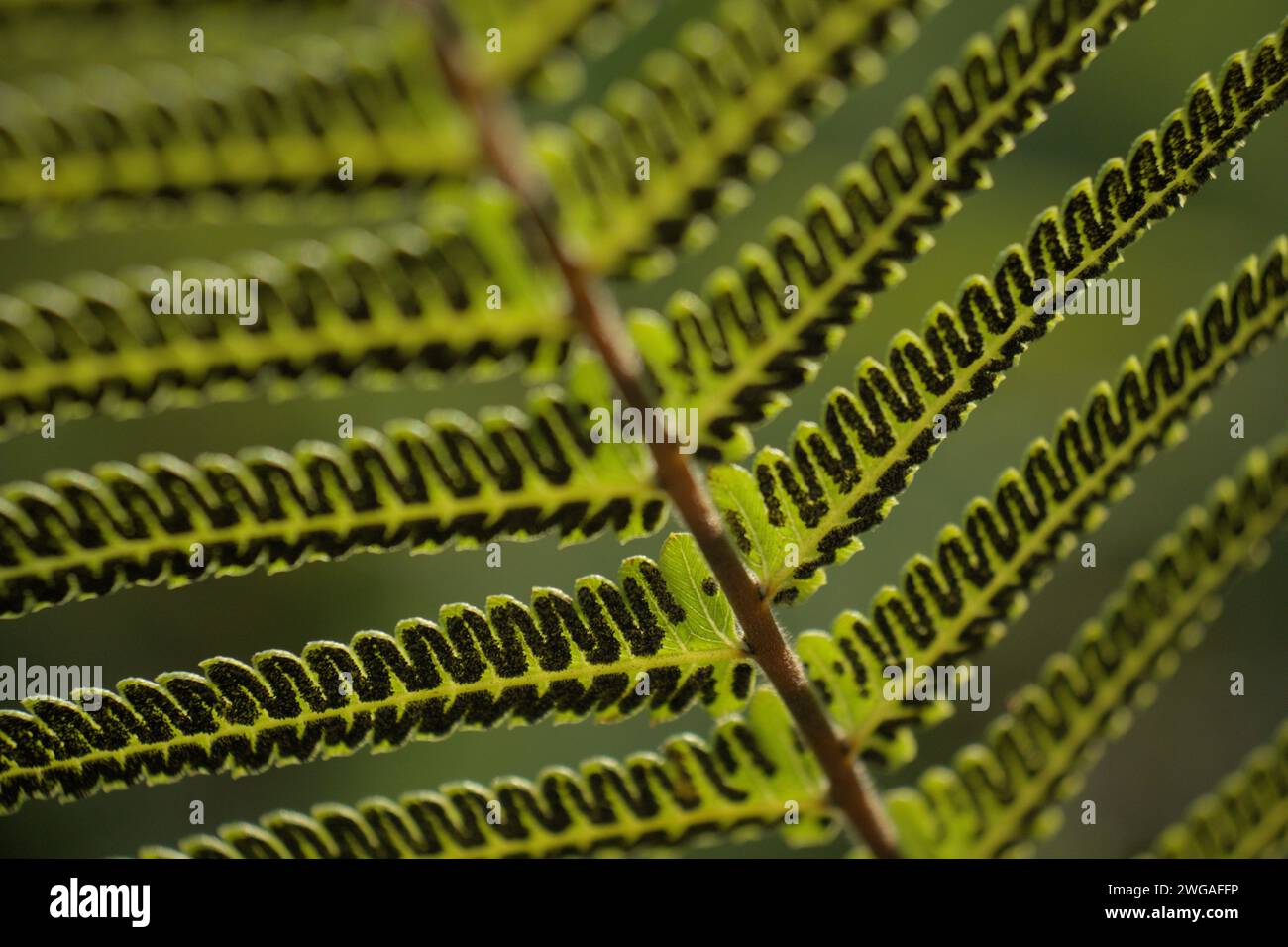 Perfect natural fern pattern hi-res stock photography and images - Alamy