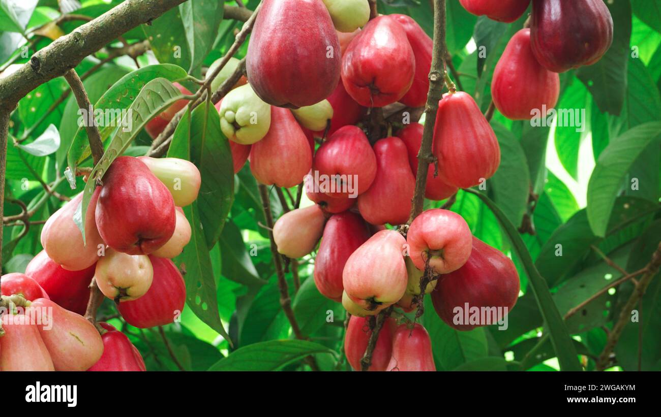 Jamaican guava fruit still on the tree Stock Photo
