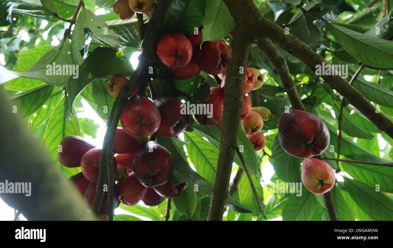 Jamaican guava fruit still on the tree Stock Photo