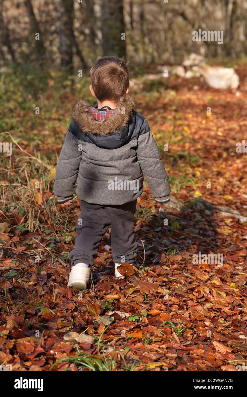 Rear view of little toddler walking in the autumn forest Stock Photo
